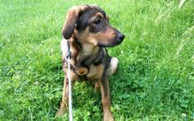 HERA, Hund, Mischlingshund in Duisburg - Bild 1