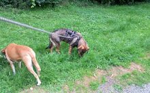 HERA, Hund, Mischlingshund in Duisburg - Bild 2