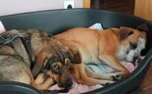 HERA, Hund, Mischlingshund in Duisburg - Bild 3