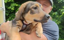 HERA, Hund, Mischlingshund in Duisburg - Bild 4