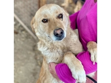 SAMUI, Hund, Mischlingshund in Rumänien - Bild 1