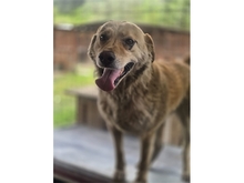 SAMUI, Hund, Mischlingshund in Rumänien - Bild 2