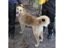 SAMUI, Hund, Mischlingshund in Rumänien - Bild 3