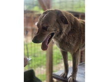SAMUI, Hund, Mischlingshund in Rumänien - Bild 4