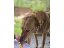 SAMUI, Hund, Mischlingshund in Rumänien - Bild 5