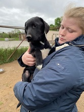 MEIKE, Hund, Mischlingshund in Berlin - Bild 2
