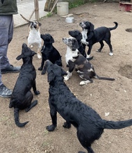 MEIKE, Hund, Mischlingshund in Berlin - Bild 3