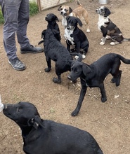 MEIKE, Hund, Mischlingshund in Berlin - Bild 4