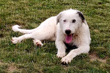 VEILCHEN, Hund, Hütehund-Herdenschutzhund-Mix in Jüterbog - Bild 1