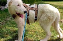 VEILCHEN, Hund, Hütehund-Herdenschutzhund-Mix in Jüterbog - Bild 3