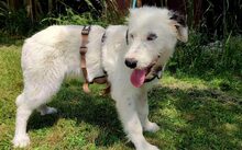 VEILCHEN, Hund, Hütehund-Herdenschutzhund-Mix in Jüterbog - Bild 4