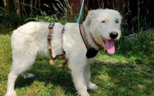 VEILCHEN, Hund, Hütehund-Herdenschutzhund-Mix in Jüterbog - Bild 5