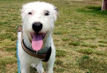 VEILCHEN, Hund, Hütehund-Herdenschutzhund-Mix in Jüterbog - Bild 6