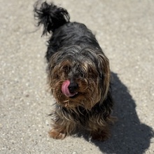 MASSI, Hund, Yorkshire Terrier in Ungarn - Bild 1