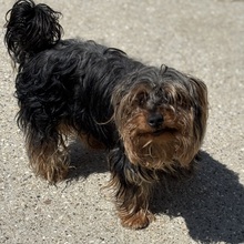 MASSI, Hund, Yorkshire Terrier in Ungarn - Bild 2