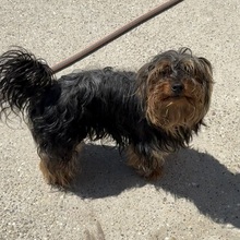 MASSI, Hund, Yorkshire Terrier in Ungarn - Bild 3