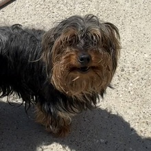 MASSI, Hund, Yorkshire Terrier in Ungarn - Bild 4