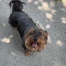 MASSI, Hund, Yorkshire Terrier in Ungarn - Bild 5