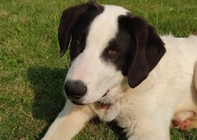GÄNSEBLÜMCHEN, Hund, Hütehund-Herdenschutzhund-Mix in Jüterbog - Bild 1