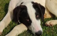 GÄNSEBLÜMCHEN, Hund, Hütehund-Herdenschutzhund-Mix in Jüterbog - Bild 2
