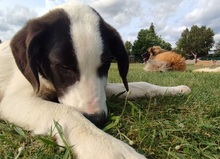 GÄNSEBLÜMCHEN, Hund, Hütehund-Herdenschutzhund-Mix in Jüterbog - Bild 3