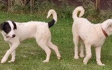 GÄNSEBLÜMCHEN, Hund, Hütehund-Herdenschutzhund-Mix in Jüterbog - Bild 4
