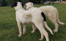 GÄNSEBLÜMCHEN, Hund, Hütehund-Herdenschutzhund-Mix in Jüterbog - Bild 5