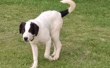 GÄNSEBLÜMCHEN, Hund, Hütehund-Herdenschutzhund-Mix in Jüterbog - Bild 6