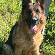LOLITA, Hund, Deutscher Schäferhund in Spanien - Bild 1