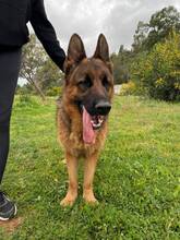 LOLITA, Hund, Deutscher Schäferhund in Spanien - Bild 2