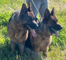 LOLITA, Hund, Deutscher Schäferhund in Spanien - Bild 4