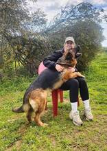 LOLITA, Hund, Deutscher Schäferhund in Spanien - Bild 5