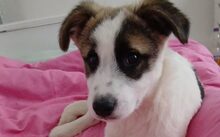 LÖWENZAHN, Hund, Mischlingshund in Wittmund - Bild 1