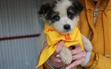 LÖWENZAHN, Hund, Mischlingshund in Wittmund - Bild 2