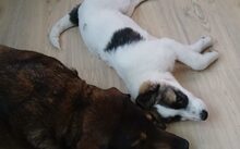 LÖWENZAHN, Hund, Mischlingshund in Wittmund - Bild 4