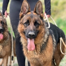 MAXIM, Hund, Deutscher Schäferhund in Spanien - Bild 1
