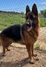 MAXIM, Hund, Deutscher Schäferhund in Spanien - Bild 2