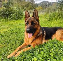 MAXIM, Hund, Deutscher Schäferhund in Spanien - Bild 3
