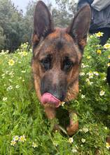 MAXIM, Hund, Deutscher Schäferhund in Spanien - Bild 4