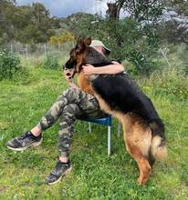 MAXIM, Hund, Deutscher Schäferhund in Spanien - Bild 5
