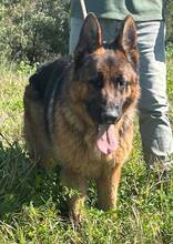 MAXIM, Hund, Deutscher Schäferhund in Spanien - Bild 6