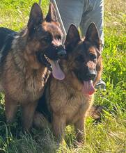 MAXIM, Hund, Deutscher Schäferhund in Spanien - Bild 7