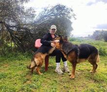 MAXIM, Hund, Deutscher Schäferhund in Spanien - Bild 8