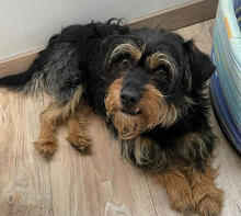 PACO, Hund, Mischlingshund in Rumänien - Bild 1