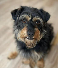 PACO, Hund, Mischlingshund in Rumänien - Bild 2