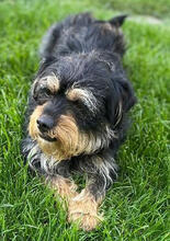 PACO, Hund, Mischlingshund in Rumänien - Bild 4