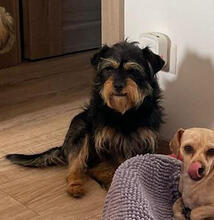 PACO, Hund, Mischlingshund in Rumänien - Bild 5