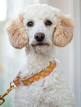 MUCKI, Hund, Pudel in Malsch - Bild 1