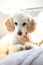 MUCKI, Hund, Pudel in Malsch - Bild 3