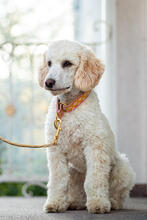 MUCKI, Hund, Pudel in Malsch - Bild 4